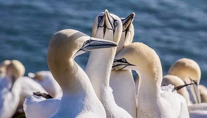 半岛·综合体育官网入口：开启体育新纪元的全场景入口