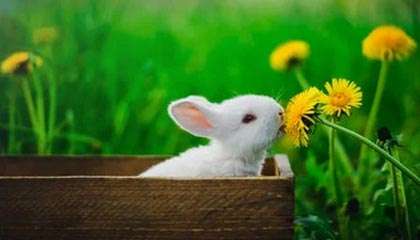 B体育-ESPN新赛季球员排名100-51：比尔CJ大幅度下滑